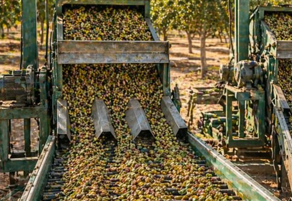 Pistachios being sorted after harvest
